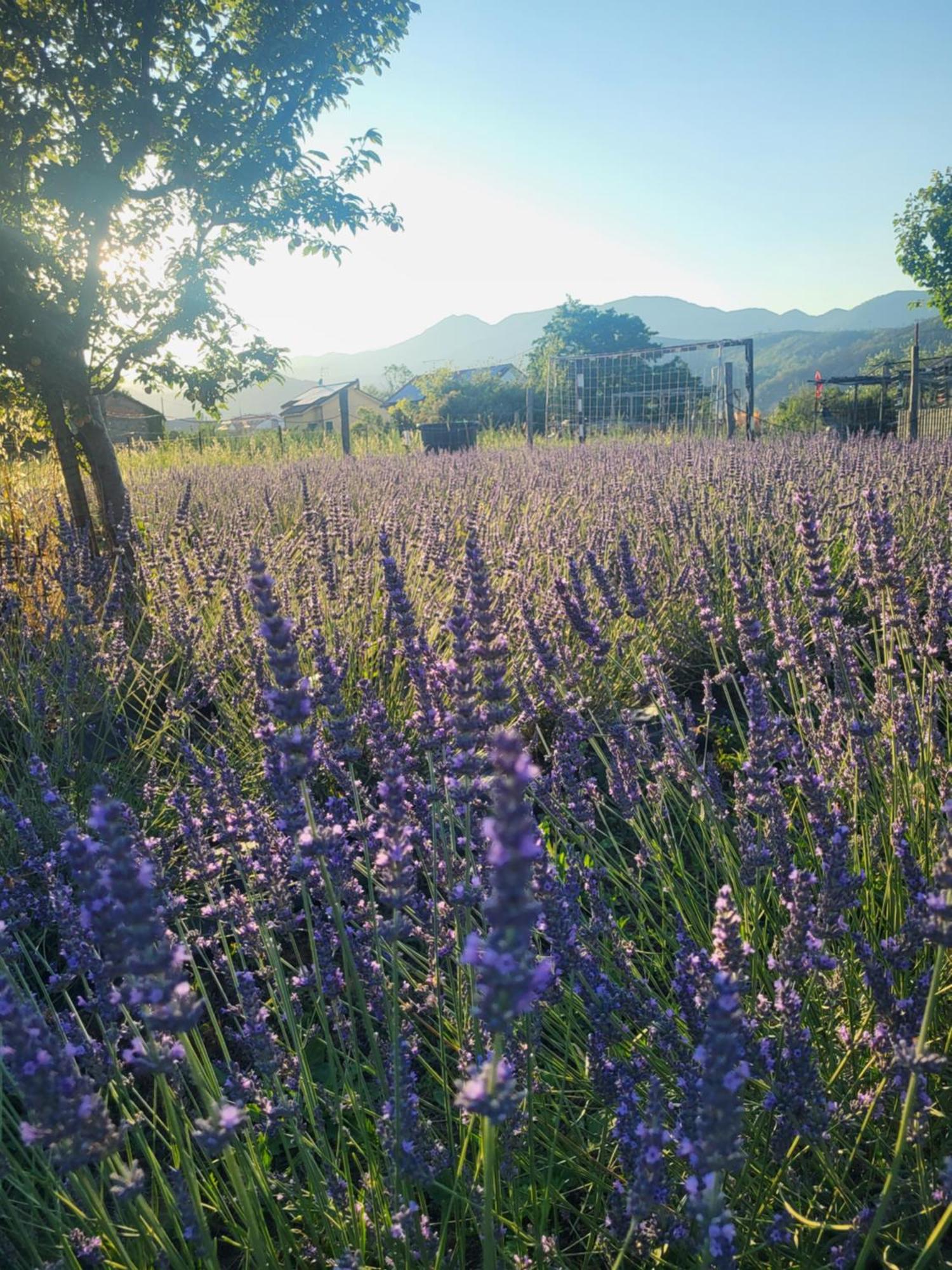 Salvia E Rosmarino - Affittacamere In Liguria Villanova d'Albenga Extérieur photo