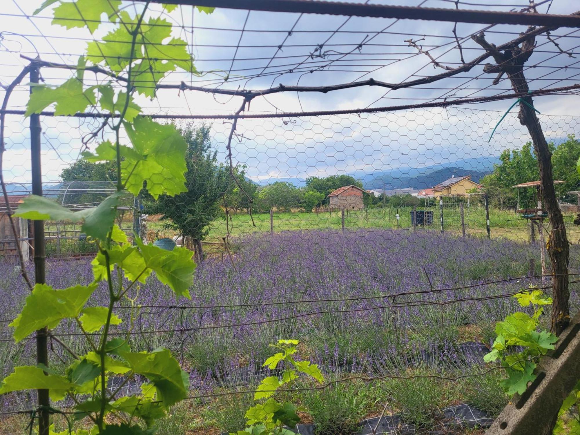 Salvia E Rosmarino - Affittacamere In Liguria Villanova d'Albenga Extérieur photo