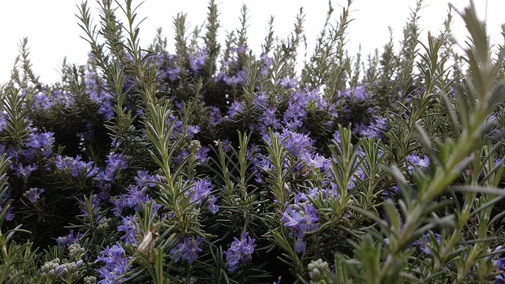 Salvia E Rosmarino - Affittacamere In Liguria Villanova d'Albenga Extérieur photo